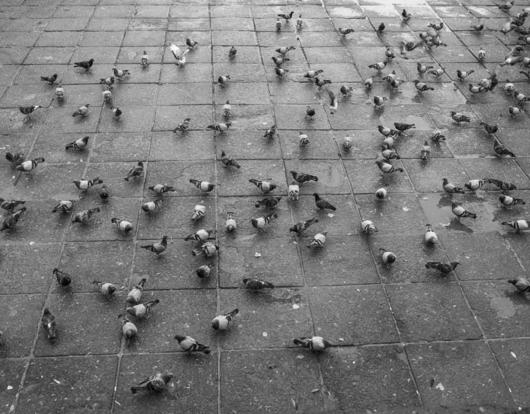 Bild vieler Tauben